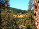 Backyard aspens