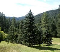 Backyard forest view